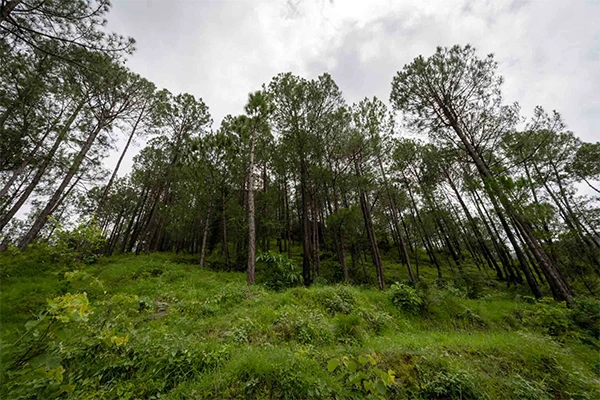 Kasauli, Hill Getaway